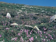 Soldanella pusilla