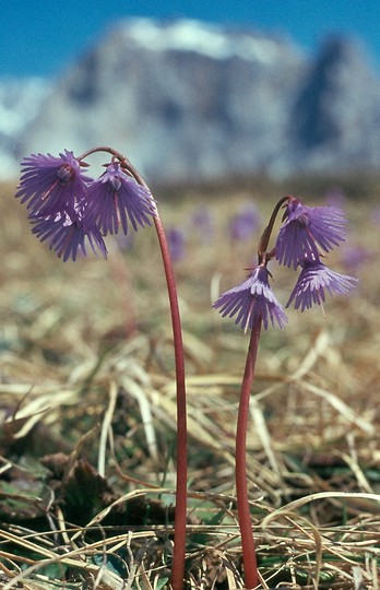 Soldanella alpina