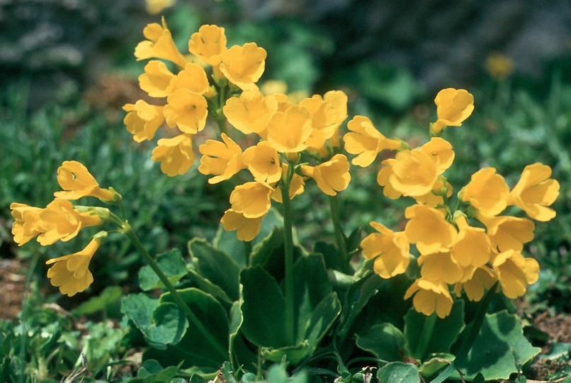 Primula auricula