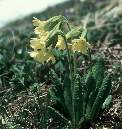 Primula elatior