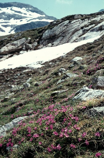 Primula integrifolia