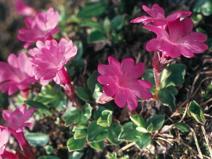 Primula integrifolia