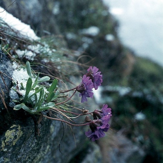 Primula glutinosa