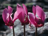 Cyclamen europaeum