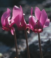 Cyclamen europaeum