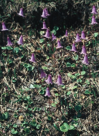 Soldanella pusilla