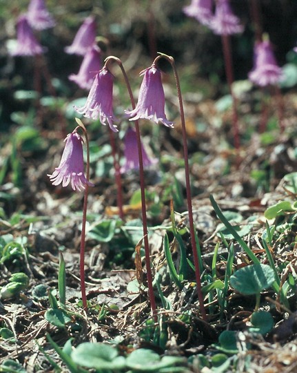 Soldanella pusilla