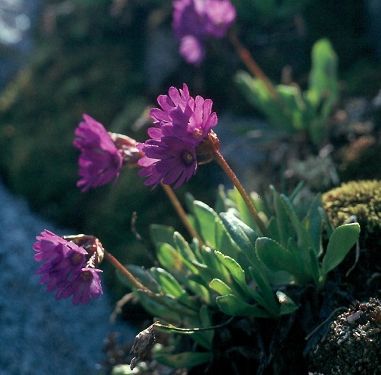 Primula glutinosa