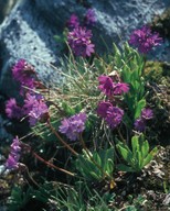 Primula glutinosa