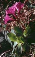 Primula spectabilis