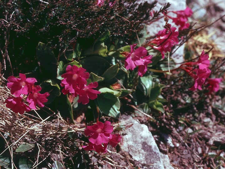 Primula spectabilis