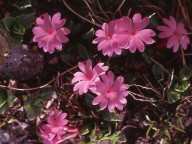 Primula integrifolia