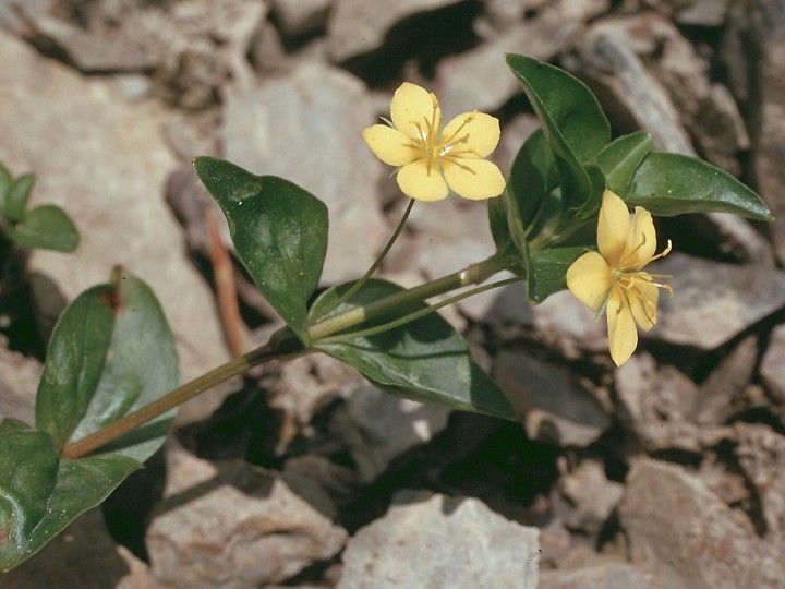 Lysimachia nemoreum