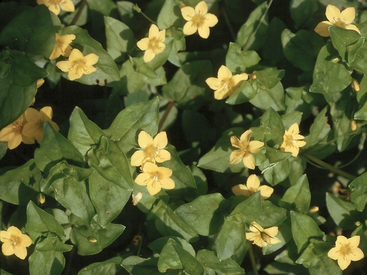 Lysimachia nemoreum