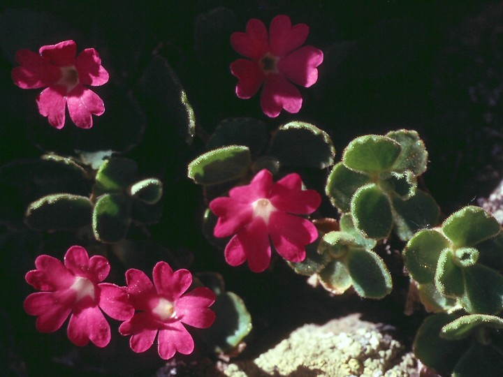 Primula hirsuta