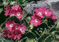 Primula hirsuta