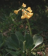 Primula auricula