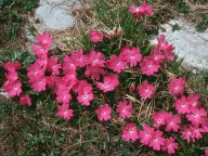 Primula clusiana