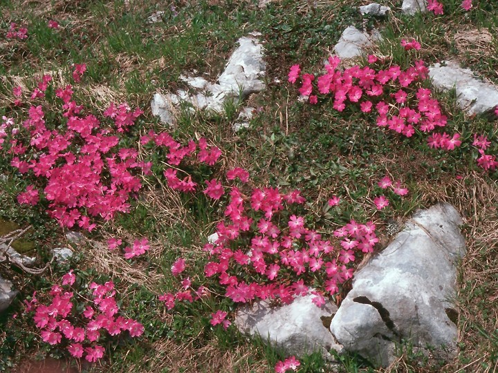 Primula clusiana