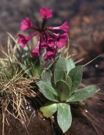 Primula deorum