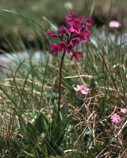 Primula deorum