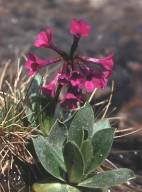 Primula deorum