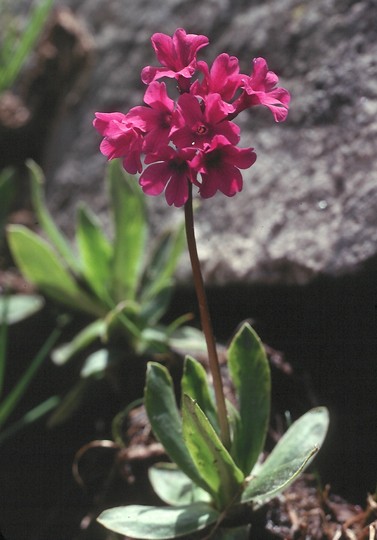 Primula deorum