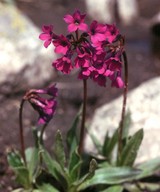 Primula deorum