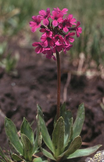 Primula deorum