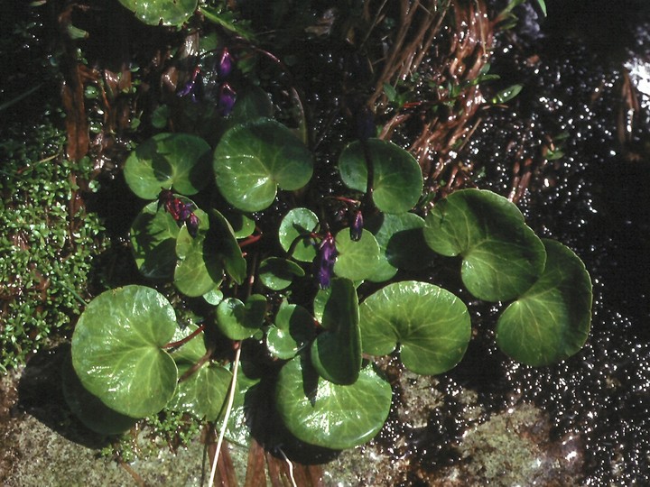 Soldanella hungarica?