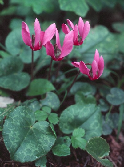 Cyclamen europaeum