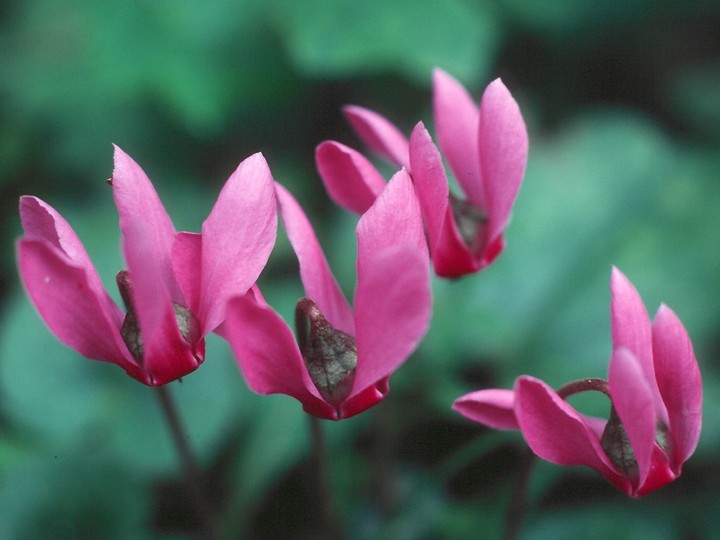 Cyclamen europaeum