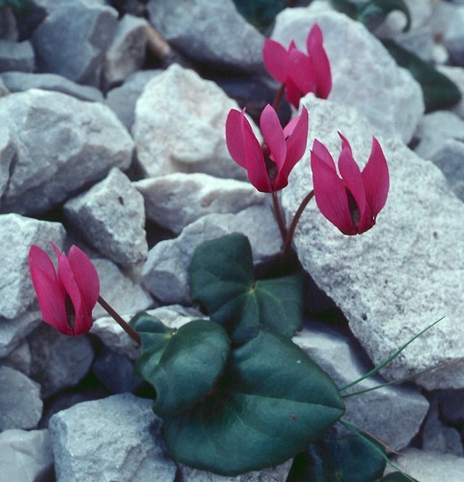 Cyclamen europaeum