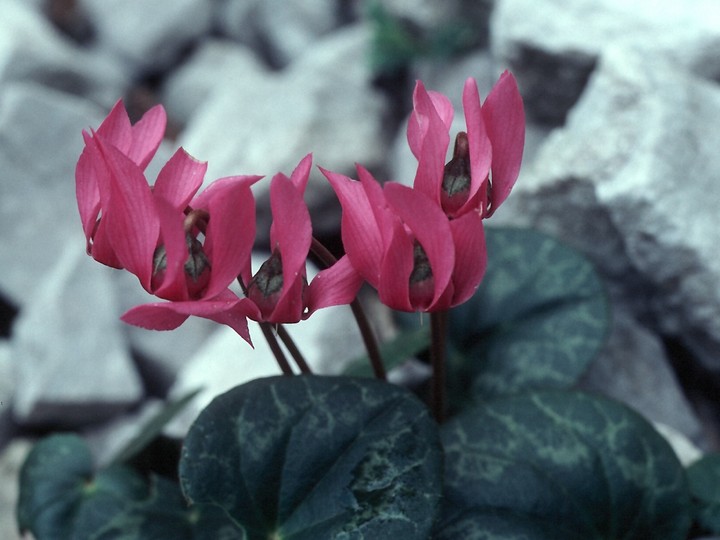 Cyclamen europaeum