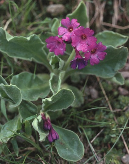 Primula latifolia