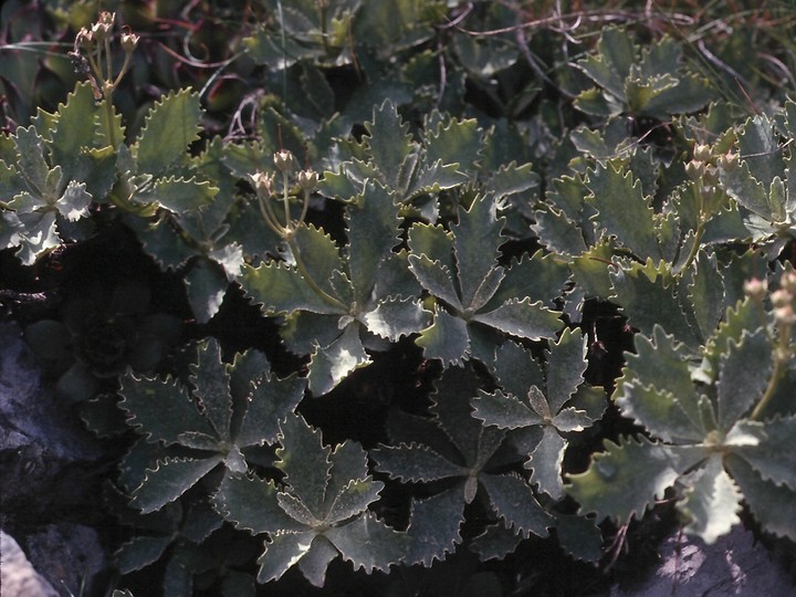 Primula marginata