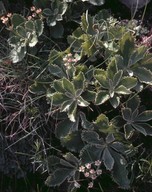 Primula marginata