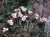 Androsace carnea