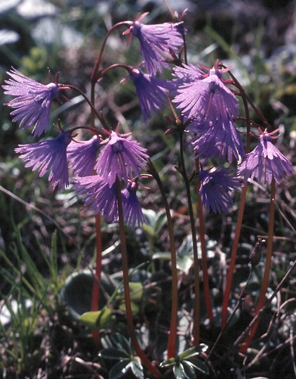 Soldanella alpina