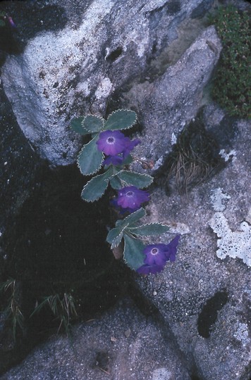 Primula marginata