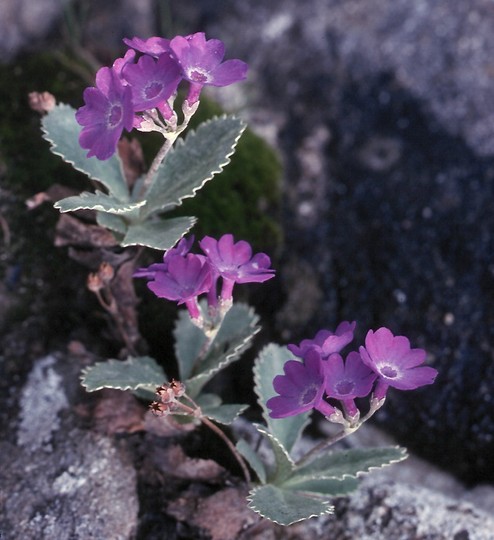 Primula marginata