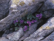 Primula marginata