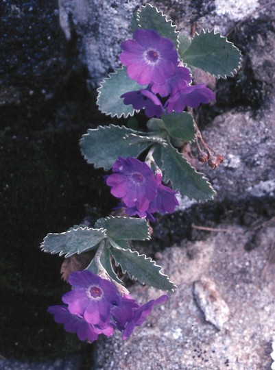 Primula marginata