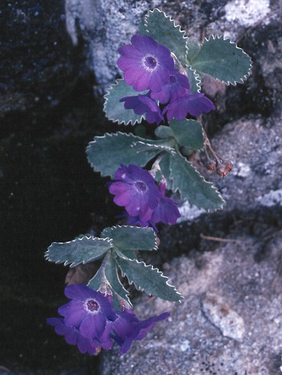 Primula marginata