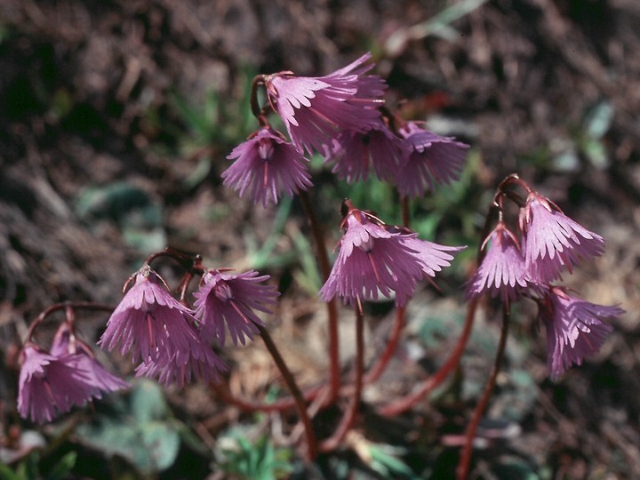 Soldanella alpina