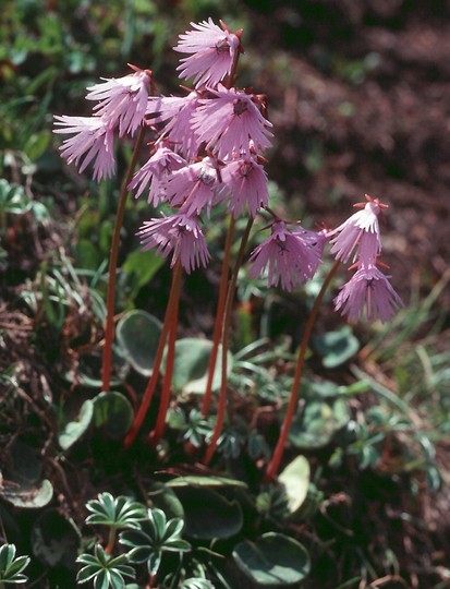 Soldanella alpina