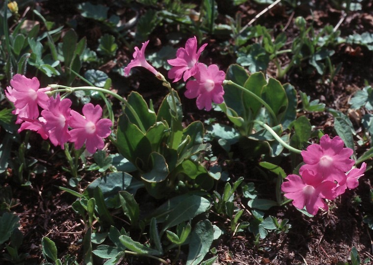 Primula pedemontana