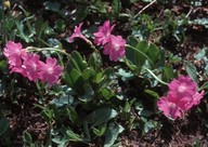 Primula pedemontana