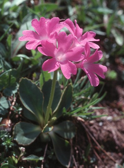 Primula pedemontana