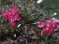 Primula pedemontana